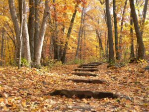 fall-photo-1